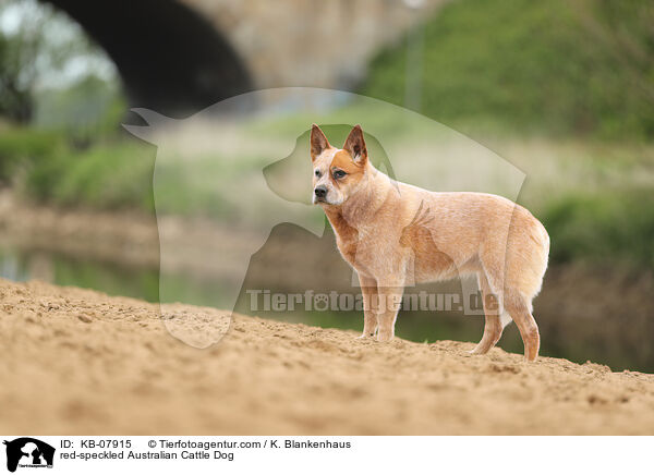 red-speckled Australian Cattle Dog / red-speckled Australian Cattle Dog / KB-07915