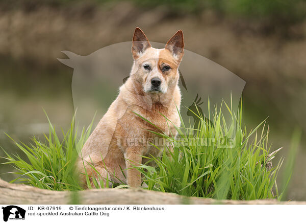 red-speckled Australian Cattle Dog / red-speckled Australian Cattle Dog / KB-07919