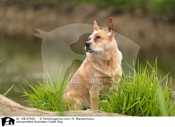 red-speckled Australian Cattle Dog / red-speckled Australian Cattle Dog / KB-07920