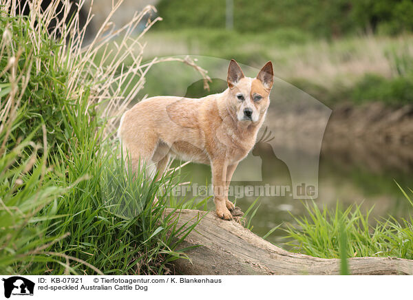 red-speckled Australian Cattle Dog / red-speckled Australian Cattle Dog / KB-07921