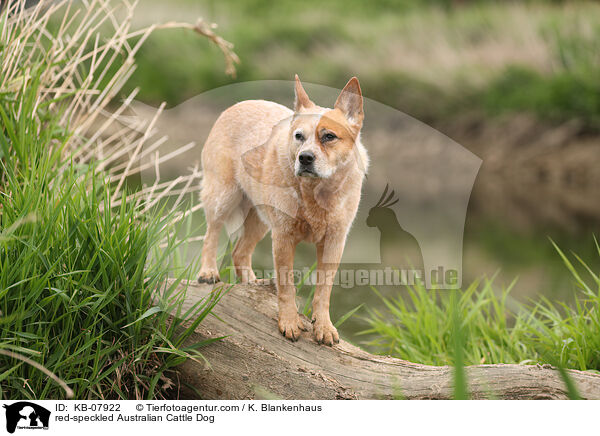 red-speckled Australian Cattle Dog / red-speckled Australian Cattle Dog / KB-07922