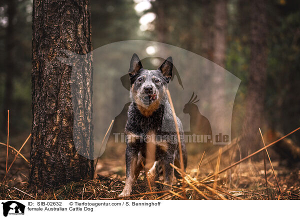 Australian Cattle Dog Hndin / female Australian Cattle Dog / SIB-02632