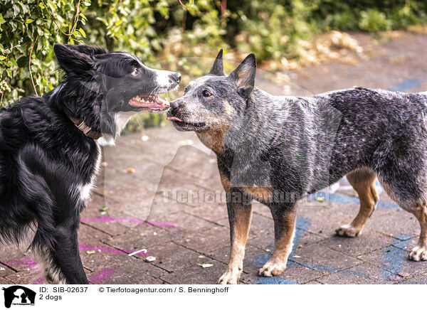 2 Hunde / 2 dogs / SIB-02637