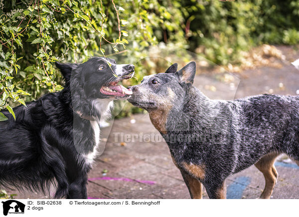 2 Hunde / 2 dogs / SIB-02638