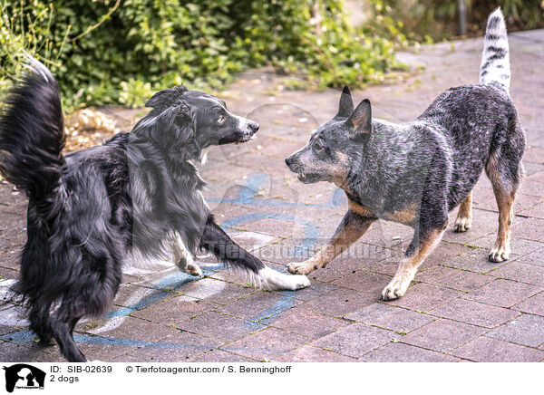2 Hunde / 2 dogs / SIB-02639