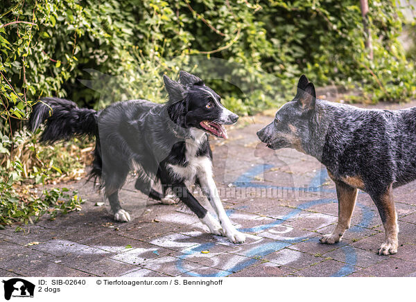 2 Hunde / 2 dogs / SIB-02640