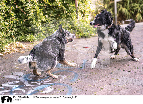 2 Hunde / 2 dogs / SIB-02644
