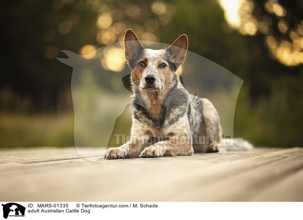 ausgewachsener Australian Cattle Dog / adult Australian Cattle Dog / MARS-01335