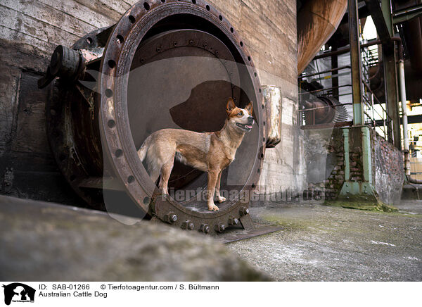 Australian Cattle Dog / Australian Cattle Dog / SAB-01266