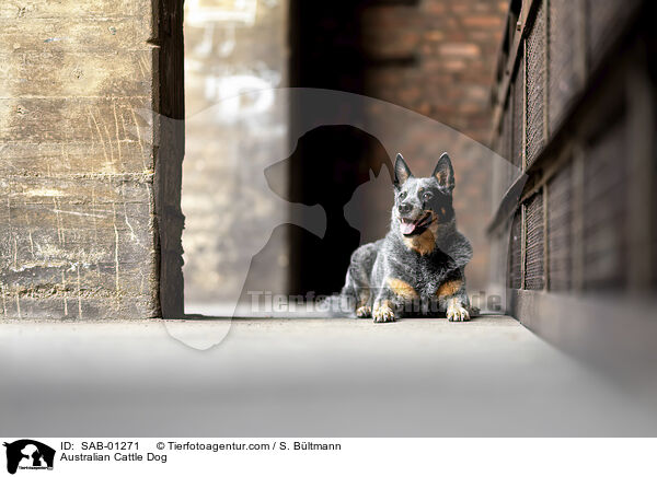 Australian Cattle Dog / Australian Cattle Dog / SAB-01271