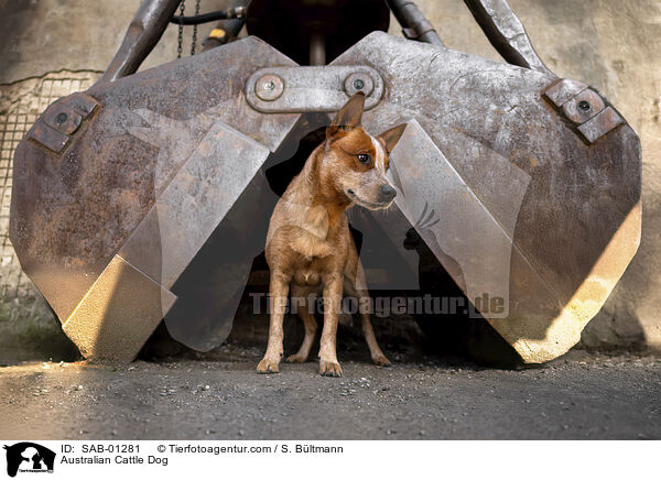 Australian Cattle Dog / Australian Cattle Dog / SAB-01281