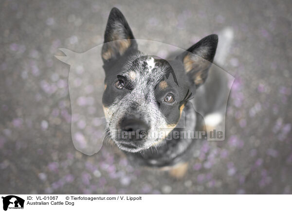 Australian Cattle Dog / Australian Cattle Dog / VL-01067