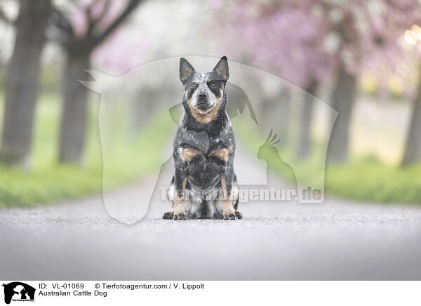Australian Cattle Dog / Australian Cattle Dog / VL-01069