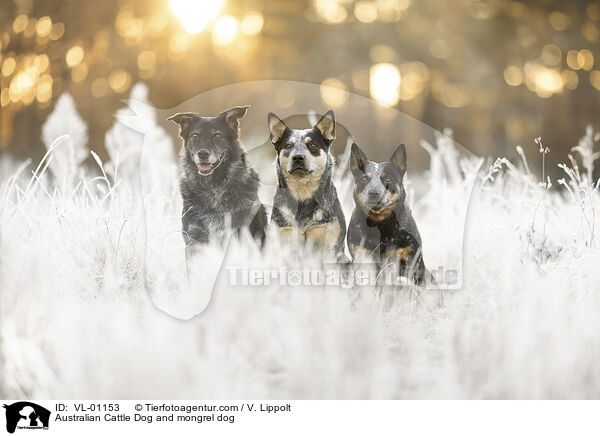 Australian Cattle Dogs und Mischling / Australian Cattle Dog and mongrel dog / VL-01153