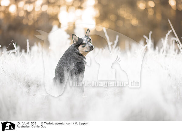 Australian Cattle Dog / Australian Cattle Dog / VL-01559