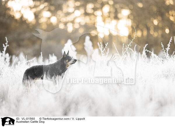 Australian Cattle Dog / Australian Cattle Dog / VL-01560