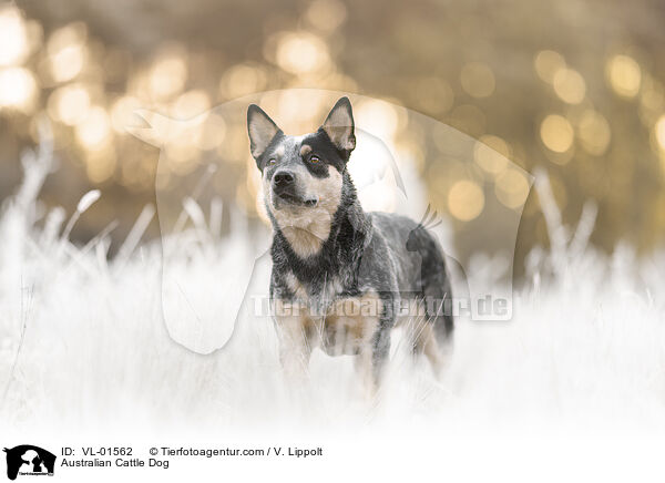 Australian Cattle Dog / Australian Cattle Dog / VL-01562