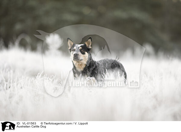 Australian Cattle Dog / Australian Cattle Dog / VL-01563