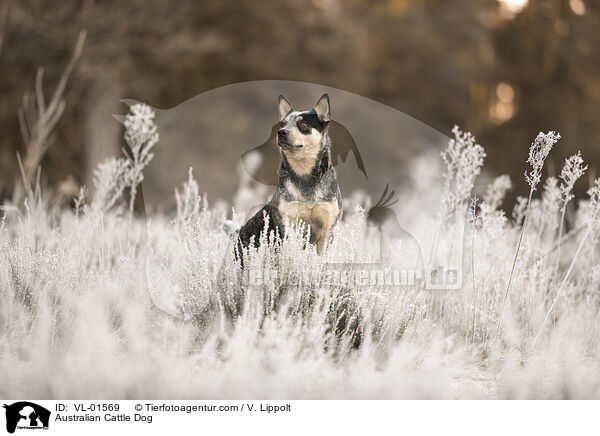 Australian Cattle Dog / Australian Cattle Dog / VL-01569