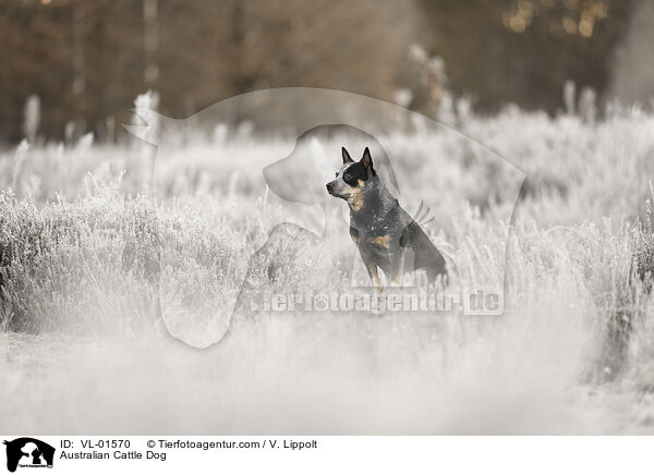 Australian Cattle Dog / Australian Cattle Dog / VL-01570