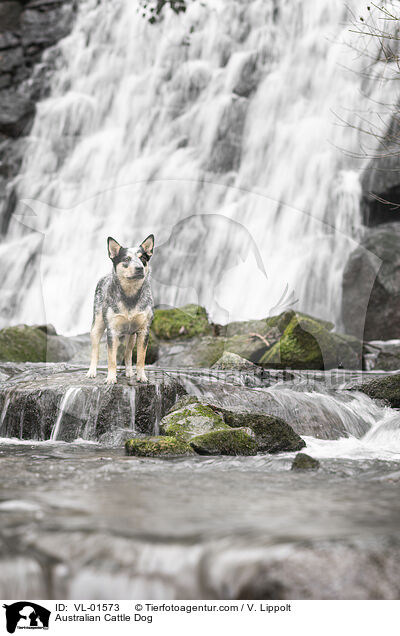 Australian Cattle Dog / Australian Cattle Dog / VL-01573