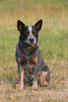 sitting Australian Cattle Dog