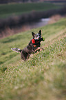 playing Australian Cattle Dog