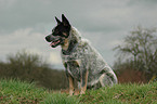 Australian Cattle Dog