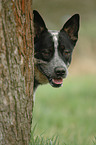 Australian Cattle Dog