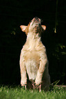 Australian Cattle Dog Puppy