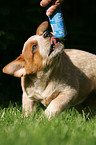 Australian Cattle Dog Puppy