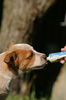 Australian Cattle Dog Puppy