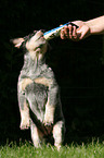 Australian Cattle Dog Puppy