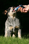 Australian Cattle Dog Puppy