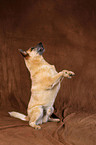 Australian Cattle Dog shows trick