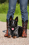 lying Australian Cattle Dog