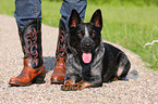 Australian Cattle Dog