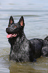 bathing Australian Cattle Dog