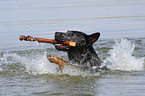 playing Australian Cattle Dog