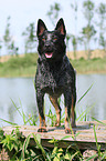 Australian Cattle Dog