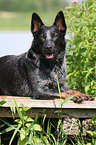 lying Australian Cattle Dog