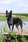 Australian Cattle Dog