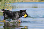 playing Australian Cattle Dog