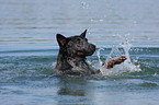 swimming Australian Cattle Dog