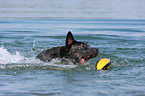 playing Australian Cattle Dog