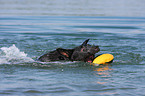 playing Australian Cattle Dog