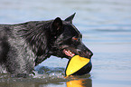 playing Australian Cattle Dog