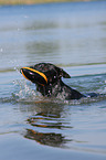 playing Australian Cattle Dog