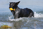 playing Australian Cattle Dog