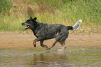 running Australian Cattle Dog